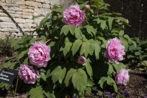 Pied de pivoine arbustive avec de grosses fleurs roses