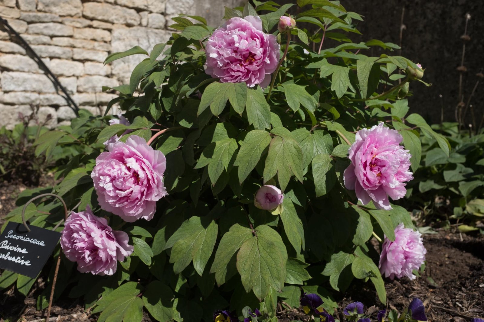Pied de pivoine arbustive avec de grosses fleurs roses