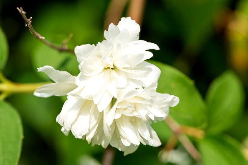 fleur de seringat double blanc