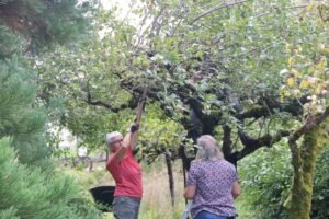 Deux femmes cueillent des pommes Parc Métayer