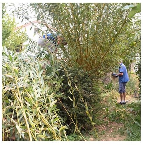Un bénévole de la SH taille l'osier. 