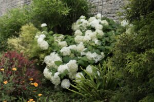 hortensia à grosses fleurs blanches
