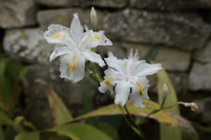 fleur d'ris blanc et taches jaunes