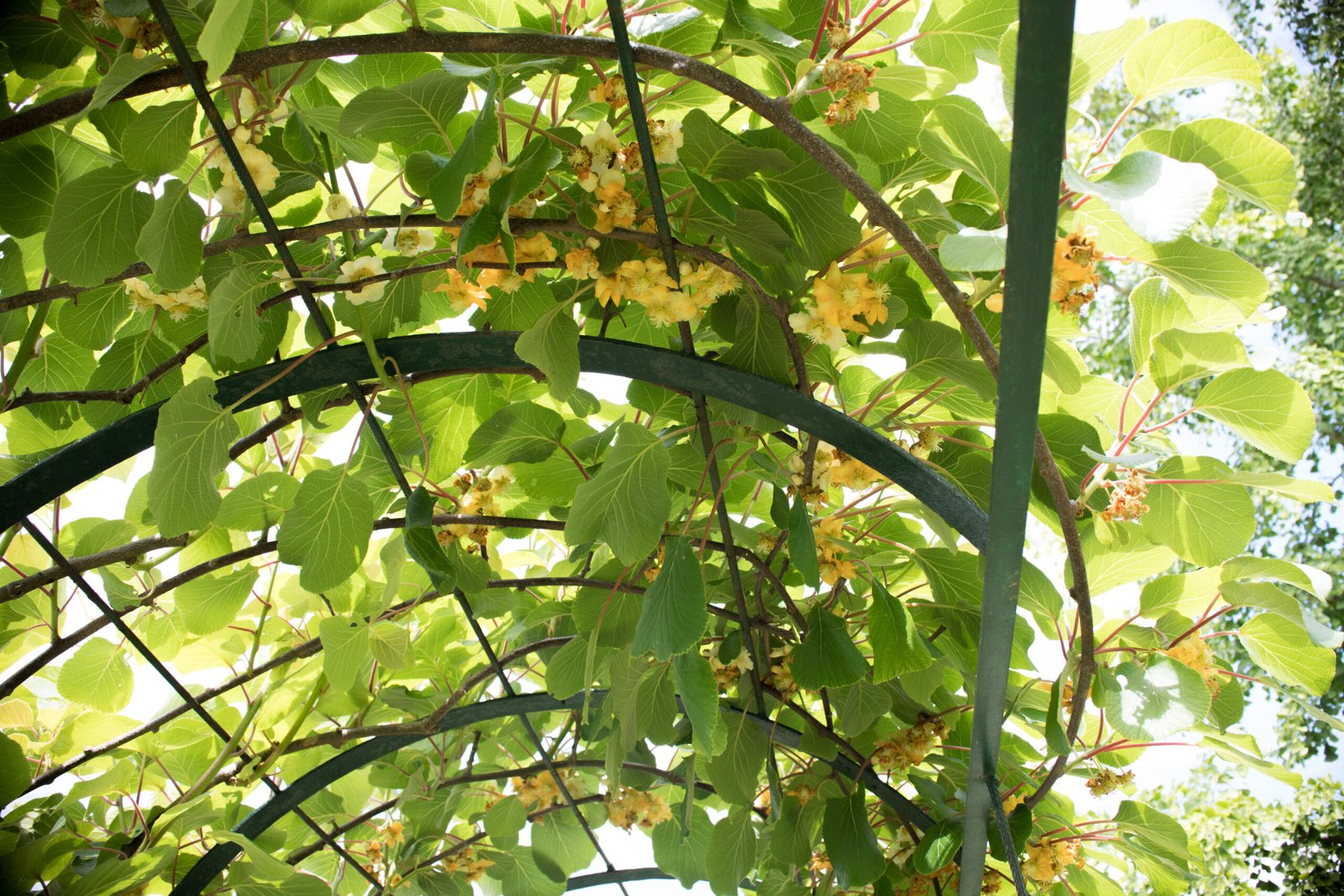 le kiwi en fleur jaune sur la tonnelle métallique