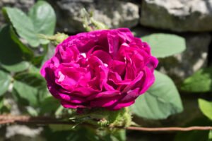 gros plan d'une fleur double de rosier rose framboise