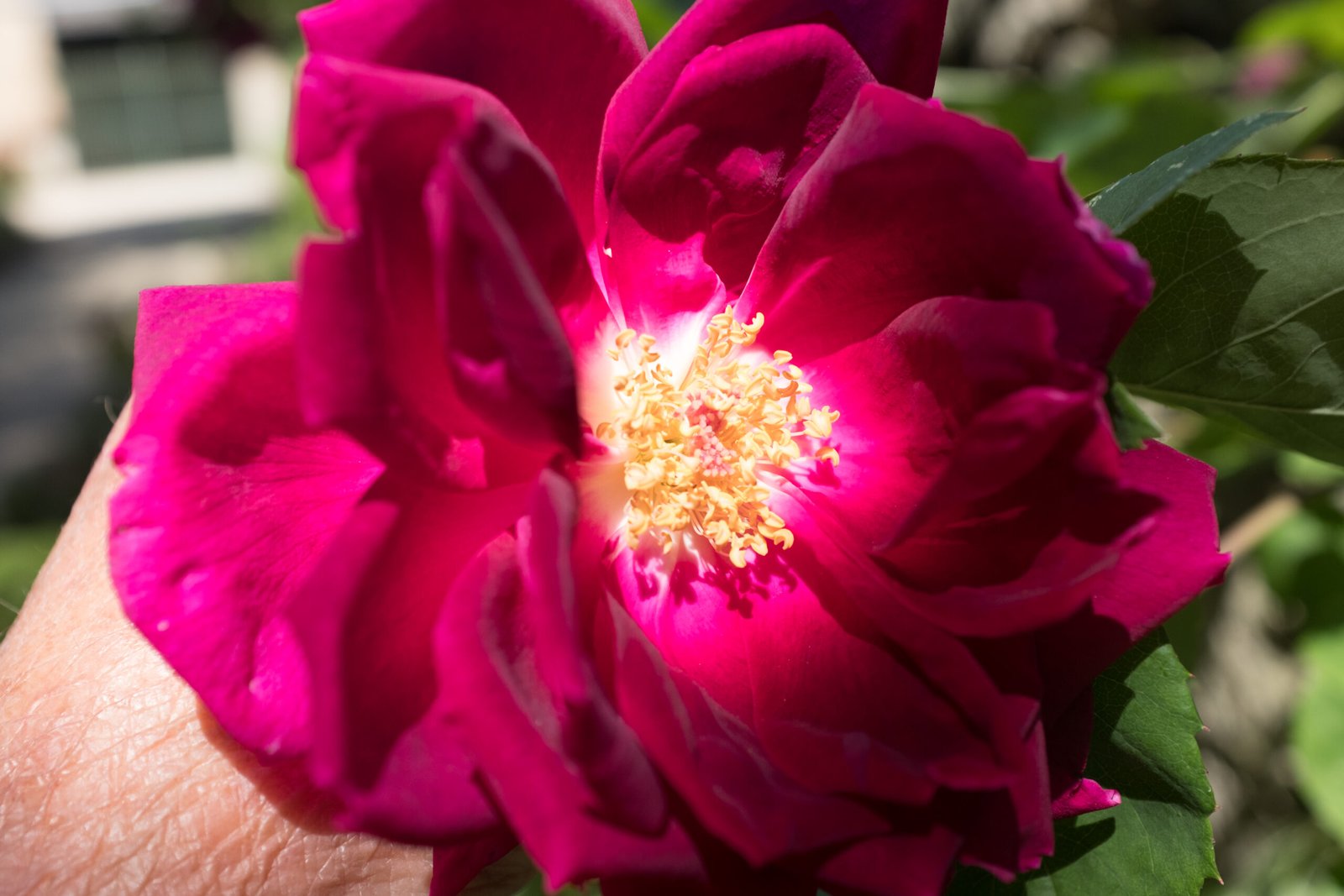 gros plan d'une fleur simple de rosier pourpre à cœur jaune