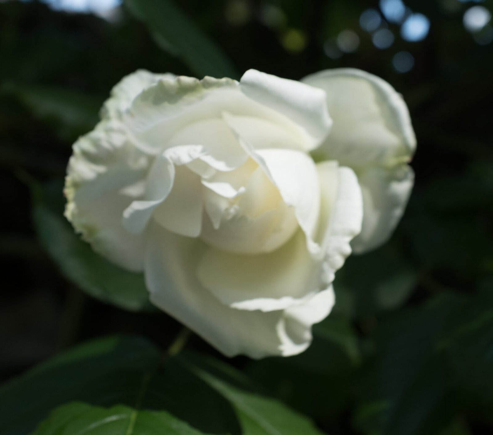 gros plan d'une fleur en bouton de rosier blanc