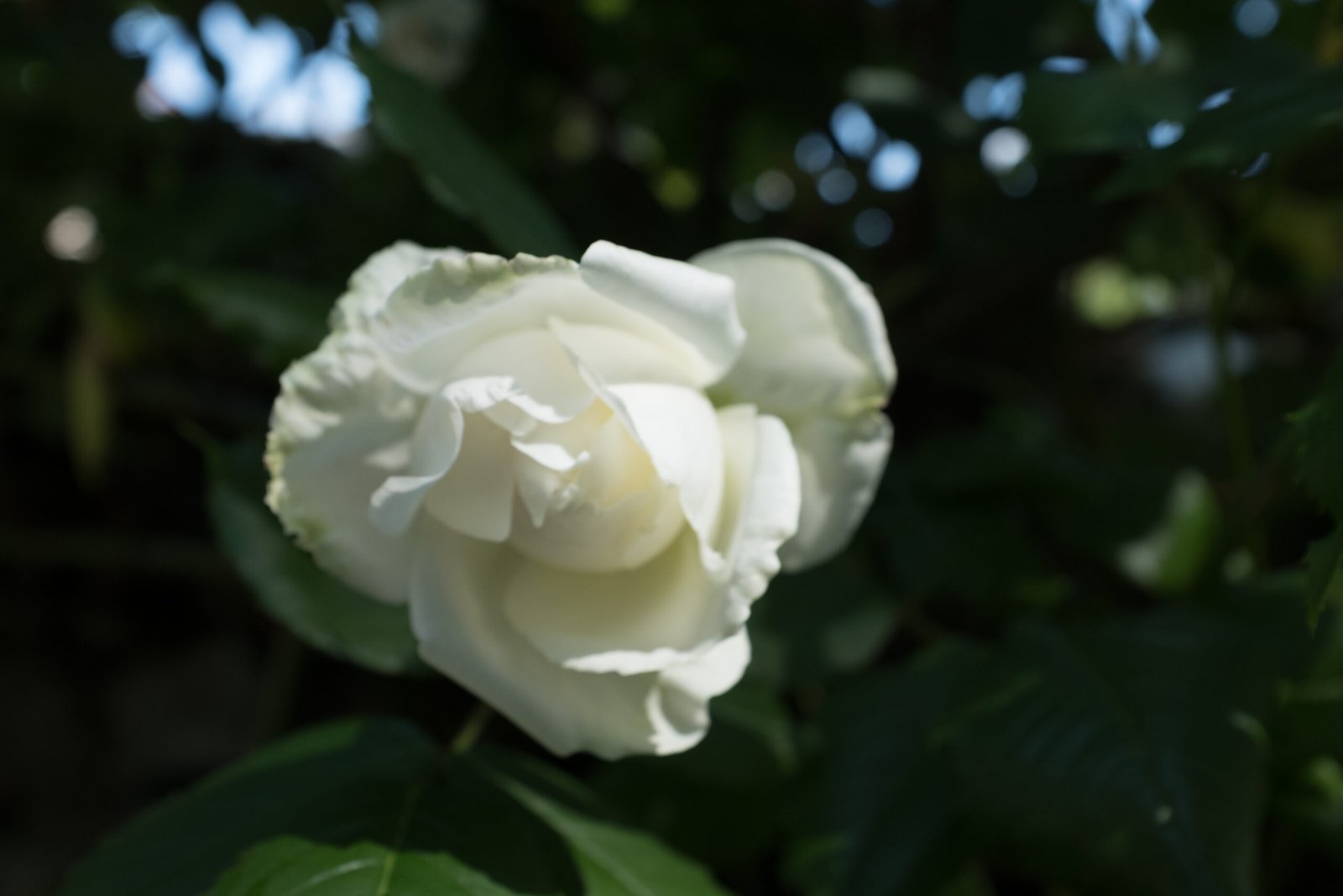 gros plan d'une fleur en bouton de rosier blanc