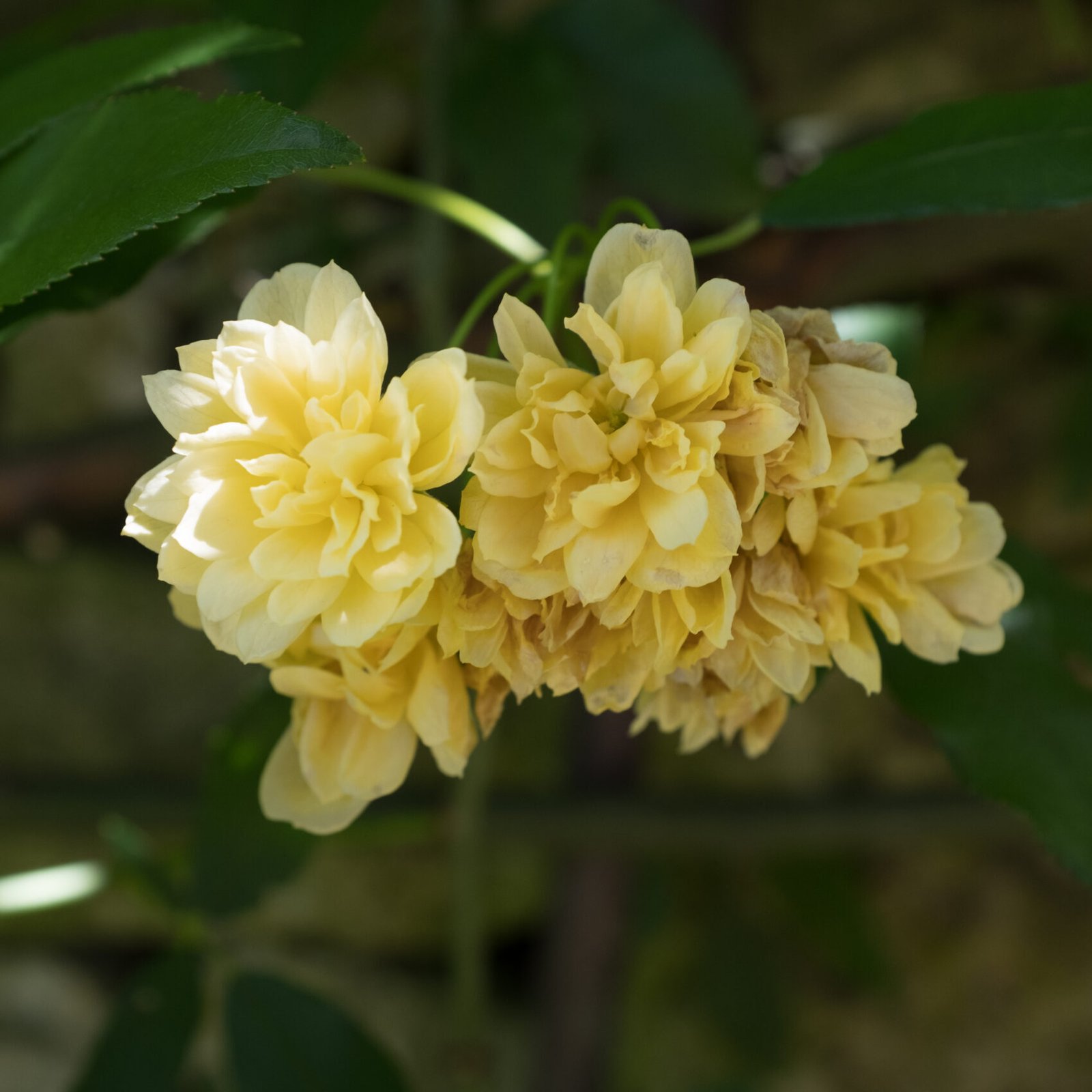 groupe de fleurs de rosier jaune