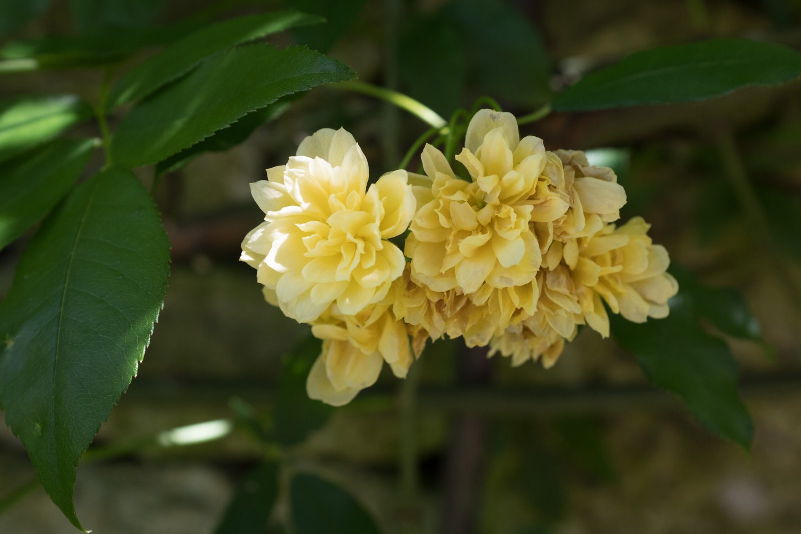groupe de fleurs de rosier jaune