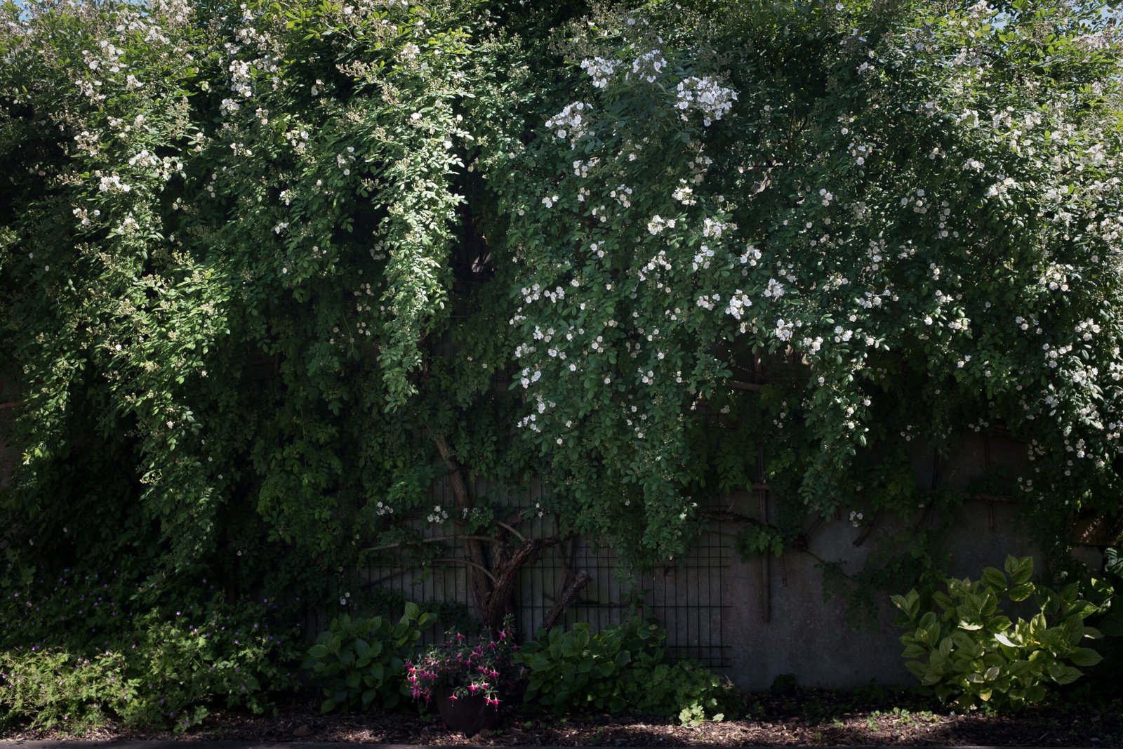 branches retombantes de rosier blanc grimpant