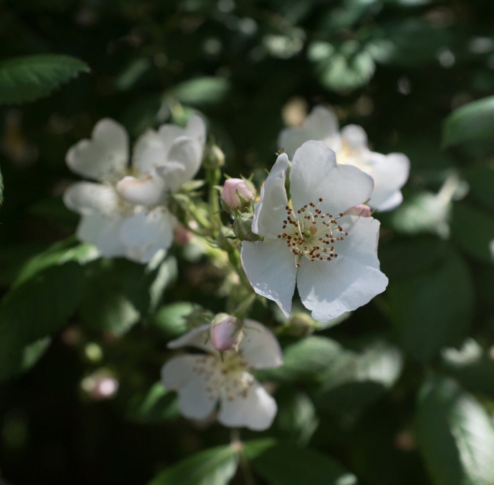 gros plan sur une fleur simple de rosier blanc