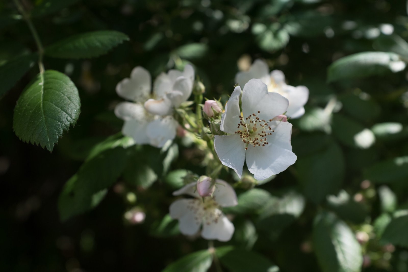 gros plan sur une fleur simple de rosier blanc