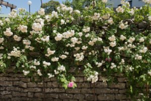 rosier à petites fleurs blanches