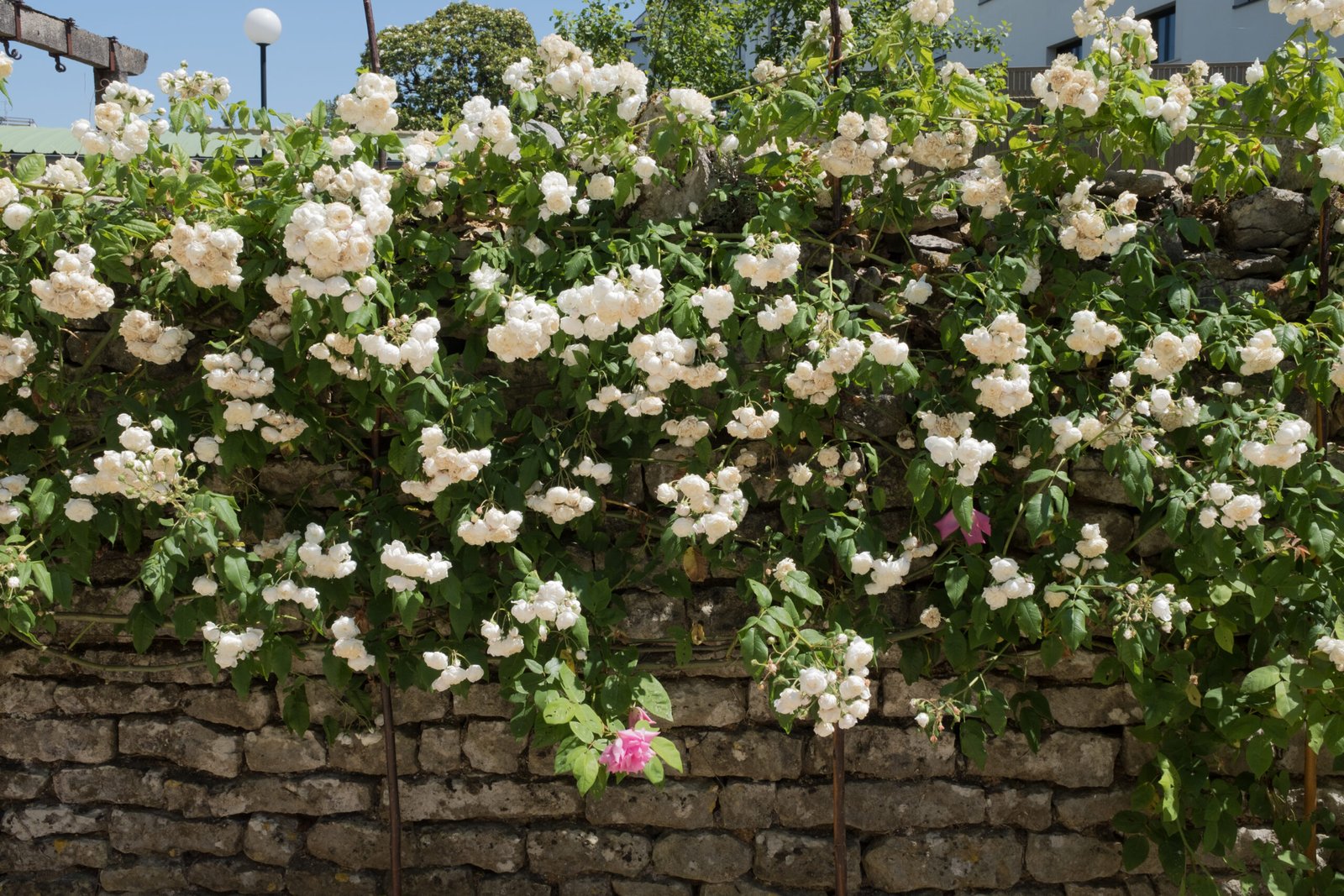 rosier à petites fleurs blanches