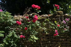 rosier rouge à fleurs doubles