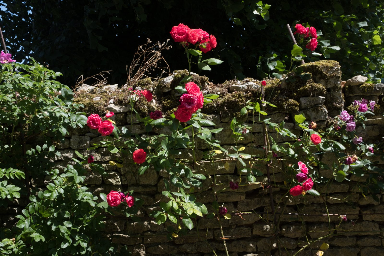 rosier rouge à fleurs doubles
