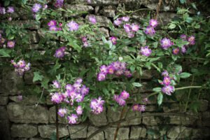 rosier mauve à fleurs simples