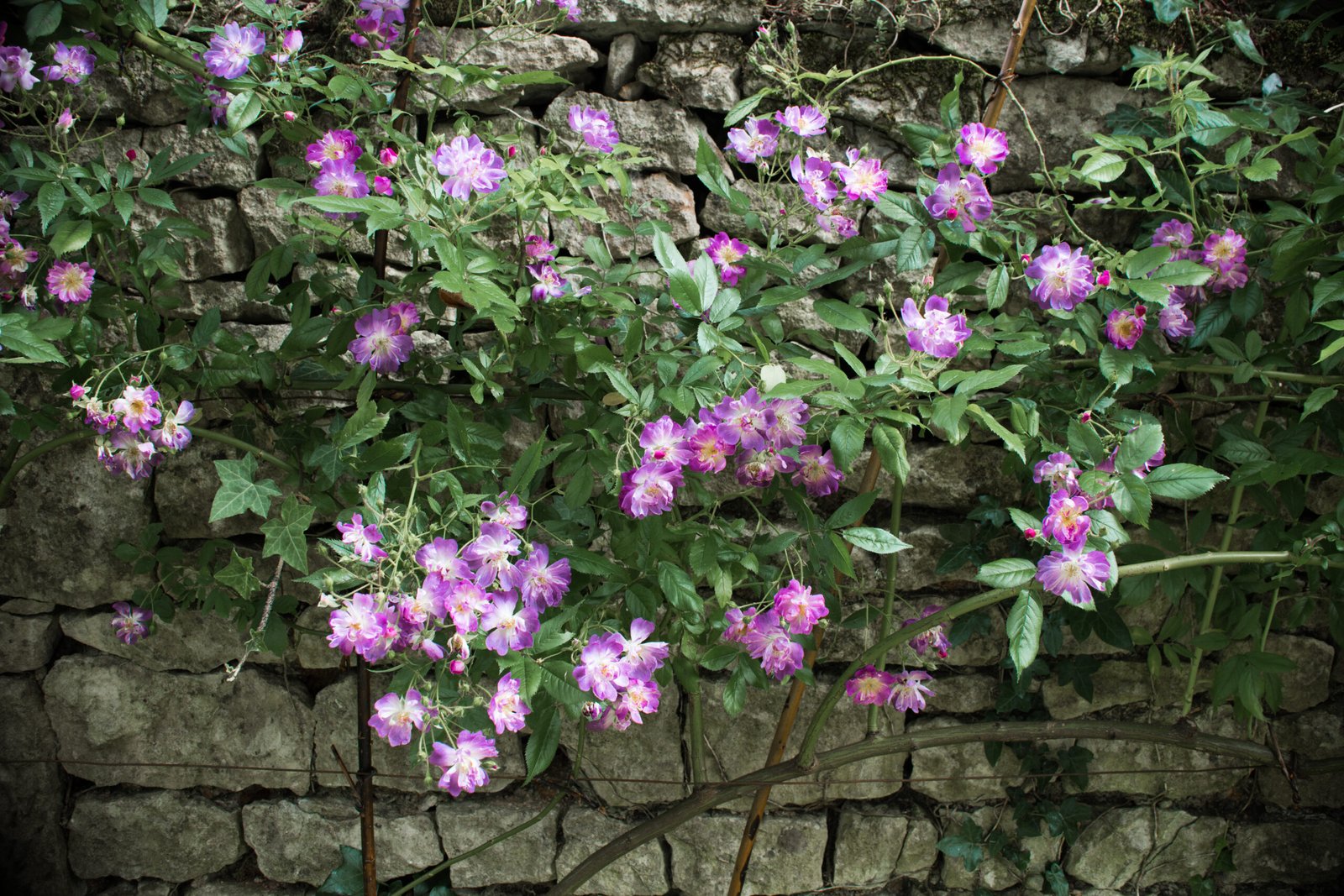 rosier mauve à fleurs simples