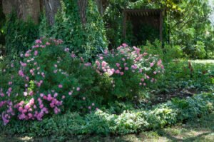 rosiers roses à l'ombre du cèdre