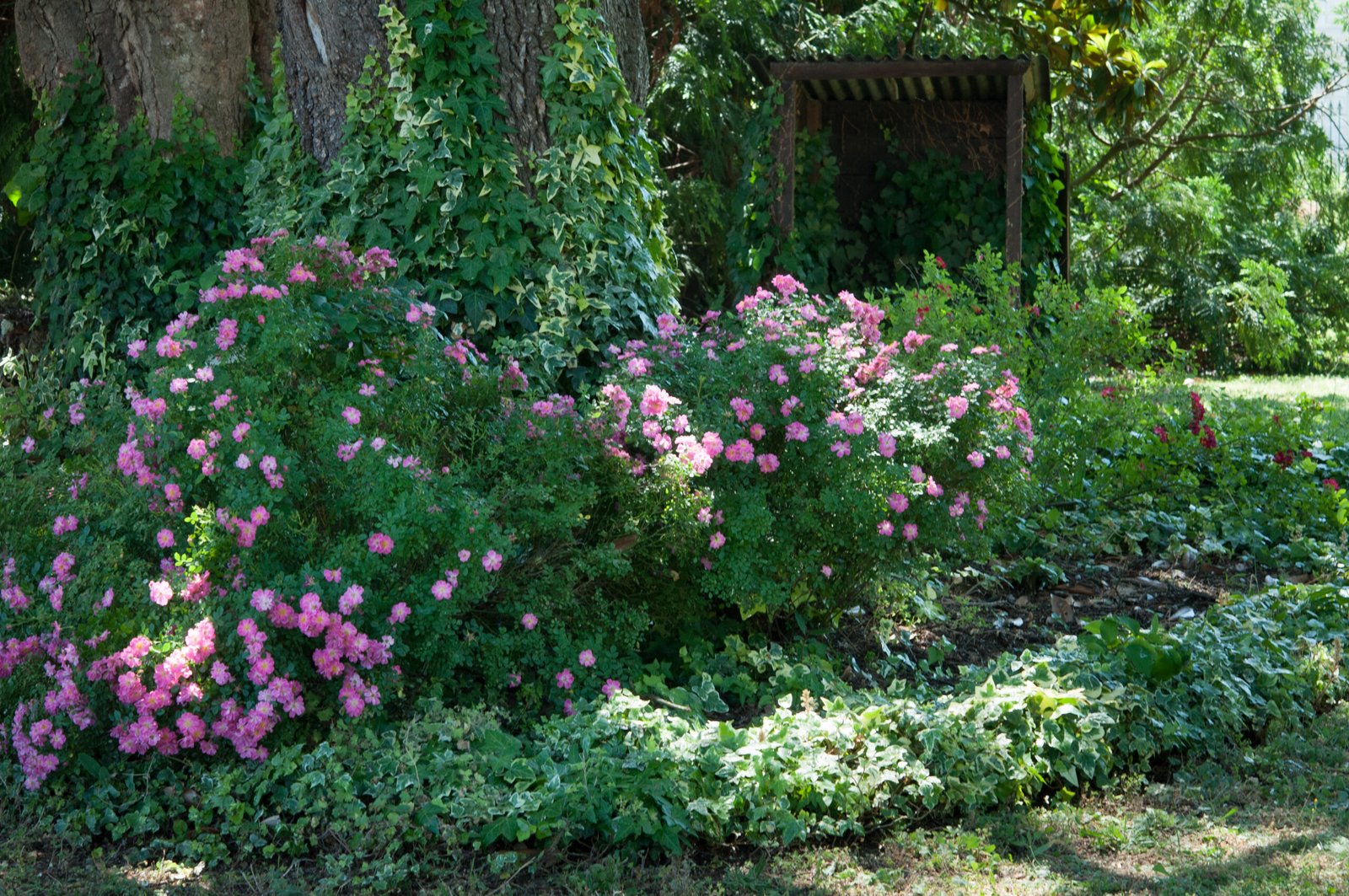 rosiers roses à l'ombre du cèdre