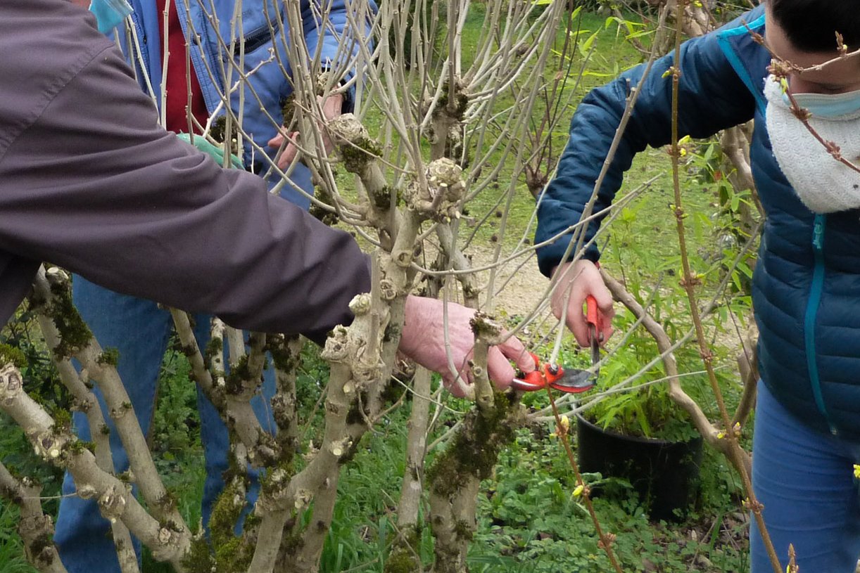 taille d'arbuste d'ornement