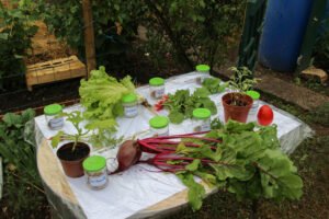 échantillons de plantes et graines