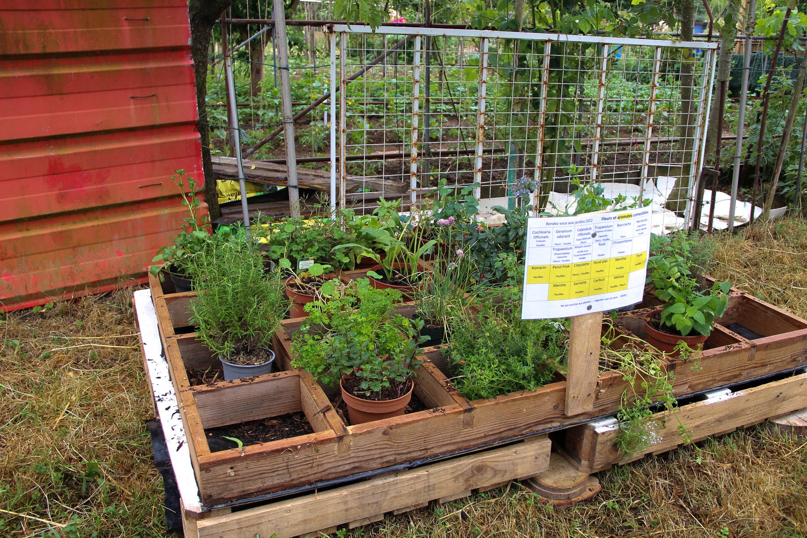 pots de plants d’aromatiques offert en partage