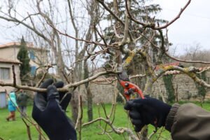 taille d'hiver des fruitiers, branches et sécateur