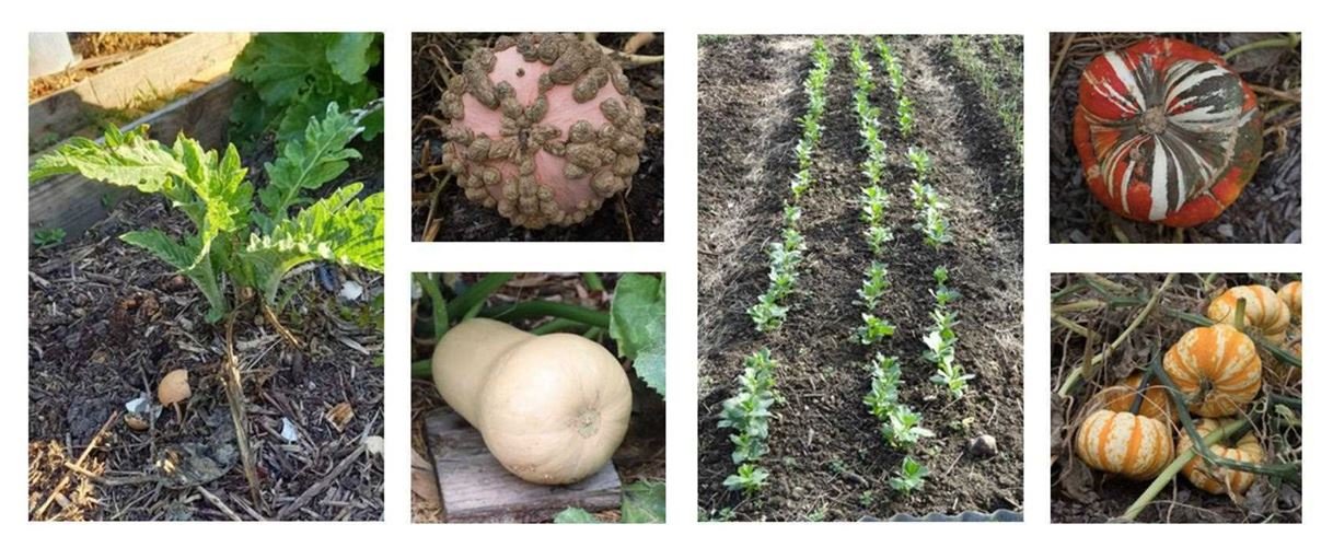 artichaut-courges-11 Pied d'artichaut et courges en terre