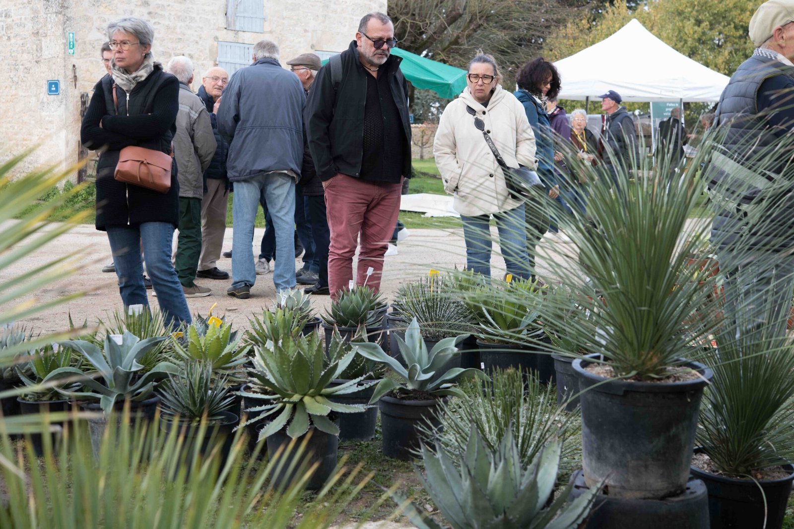 visiteurs devant le stand des agaves
