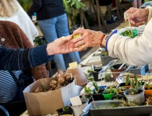 2 mains qui s'échangent une plante