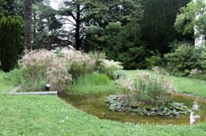 Le bassin du Parc Métayer avec ses roseaux et nénuphars
