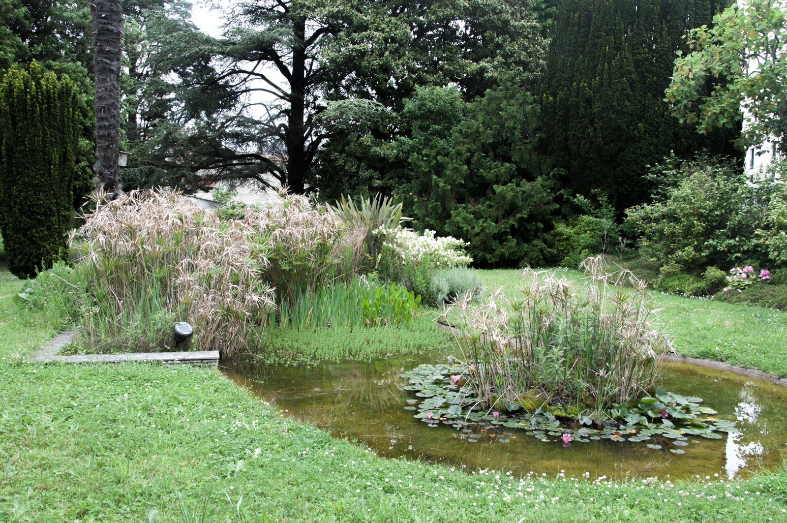Le bassin du Parc Métayer avec ses roseaux et nénuphars